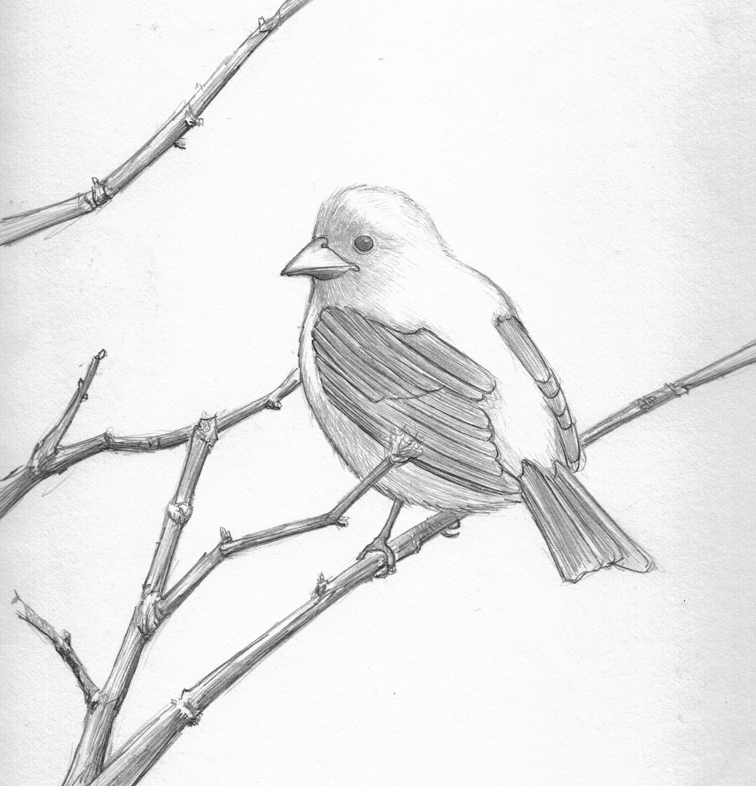 Bird Pencil Sketch