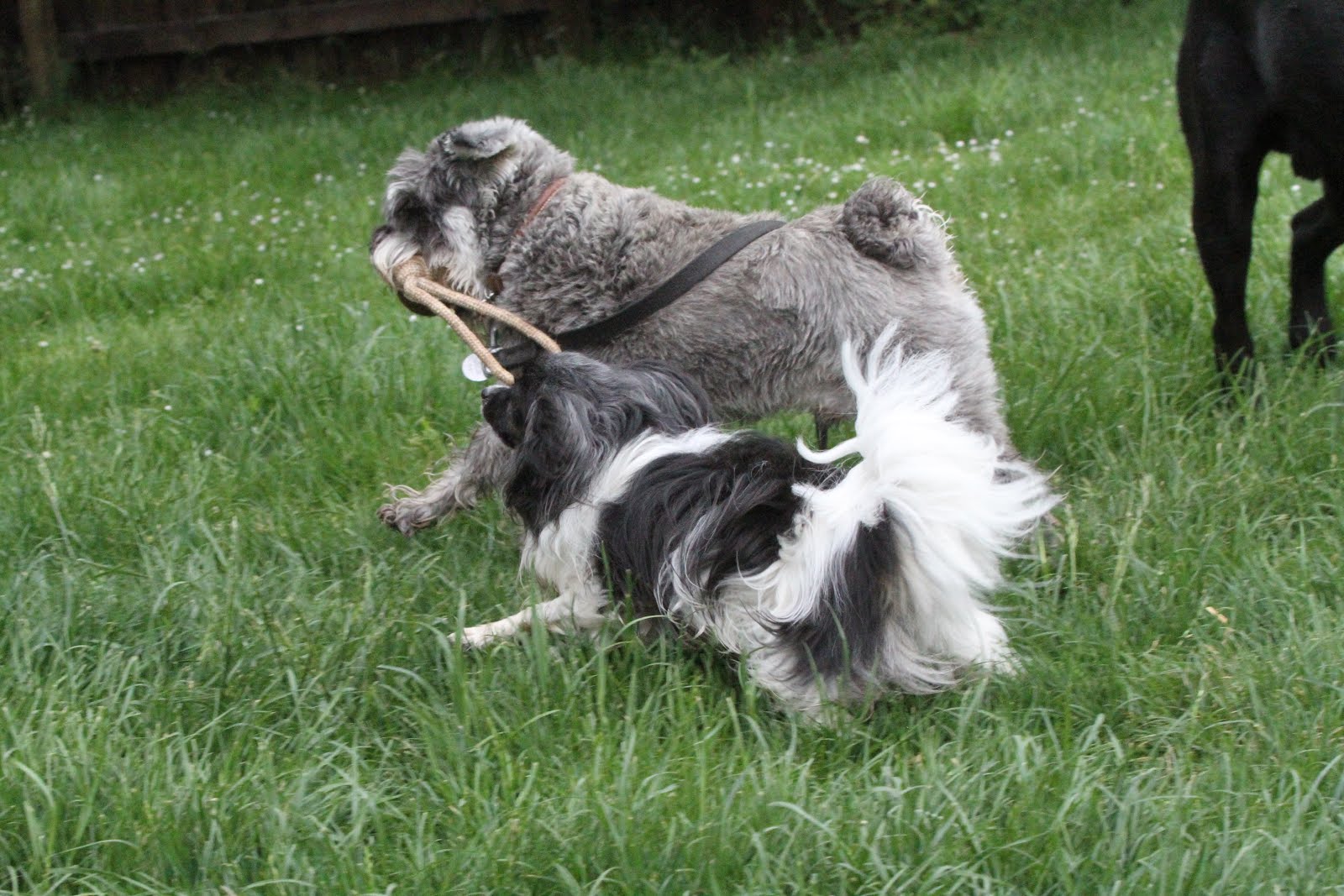 Hunde Abenteuer Land. Tagesbetreuung Ferienbetreuung Zürich Friday May