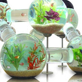 Labyrinth Aquarium
