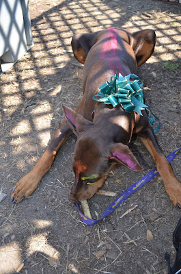 My Jenny enjoys a big bone Photo by Trisha Field