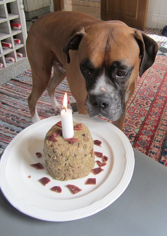 Resultado de imagen para boxer dog, eating cake dog, happy birthday