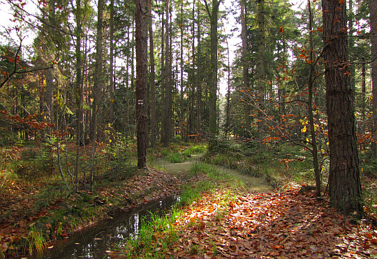 Las na Sosnowcu zwanym Małą Krzemionką.