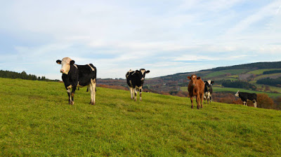 CRECE LA DEMANDA DE LA LECHE ECOLÓGICA