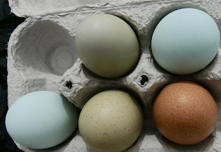 fertilized eggs