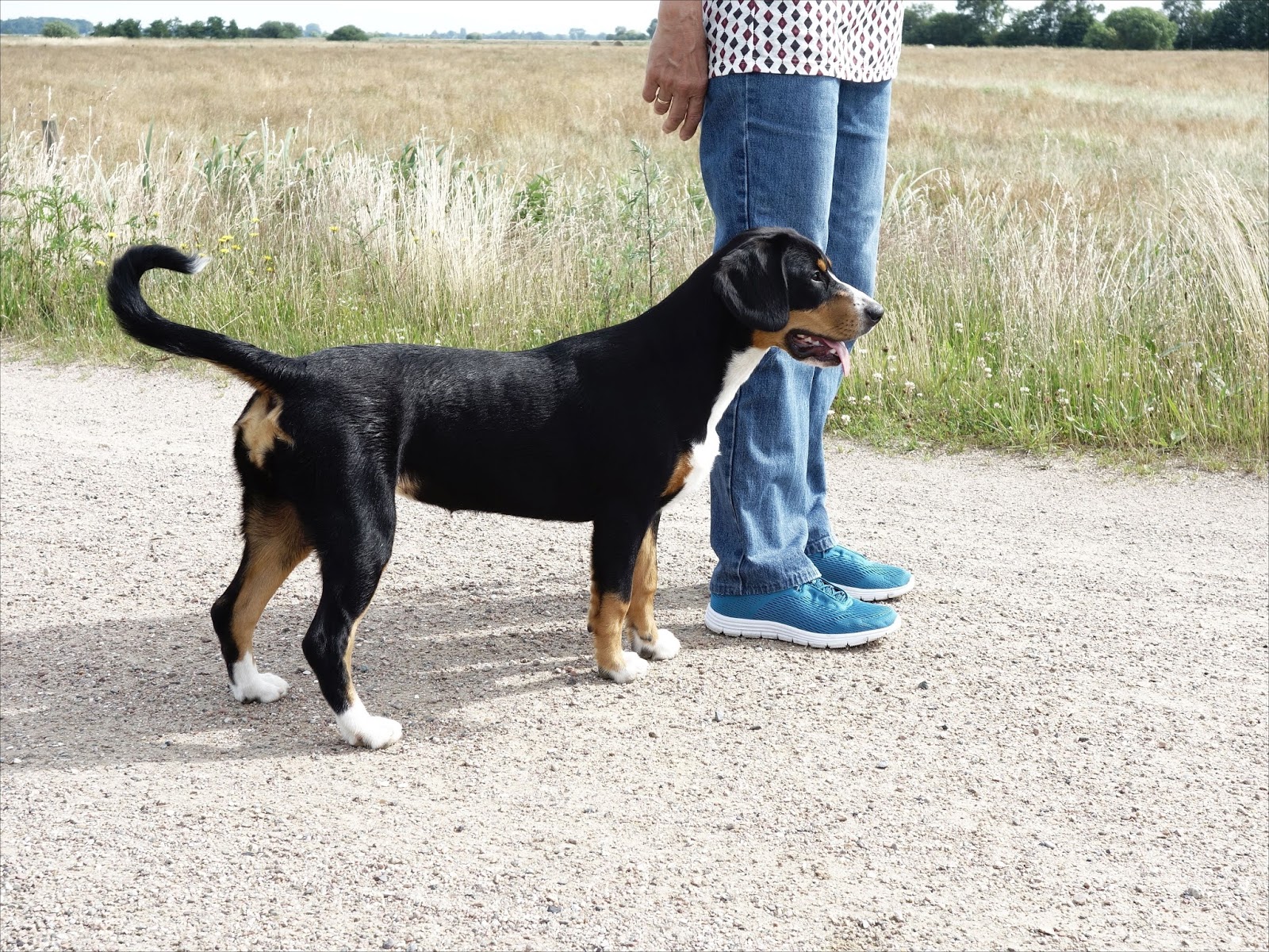 dürfen hunde olivenöl