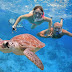 Turtle Sanctuary
