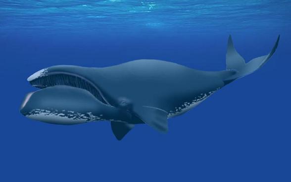 Marine Life: Bowhead Whale