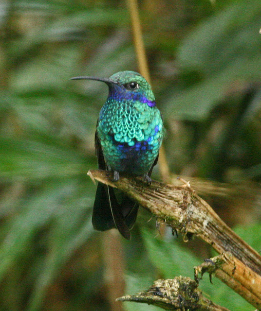 I Love All Animals Hummingbird Is The Only Bird That Can Fly Backwards