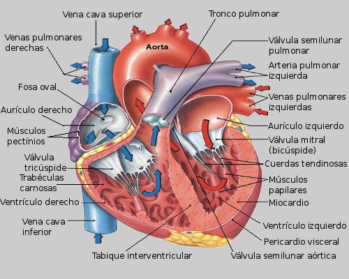 Anatomía del Corazon Humano. ~Hola~ Biología
