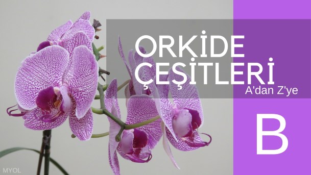 Orkide Çeşitleri B Harfi Orkide Çeşitleri B Harfi