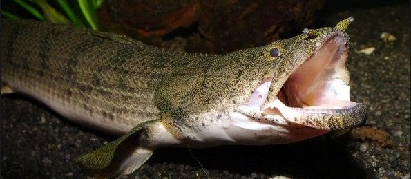 Ikan Palmas (Ikan Naga) Dan Cara Merawatnya