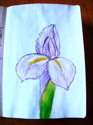 Iris illustration