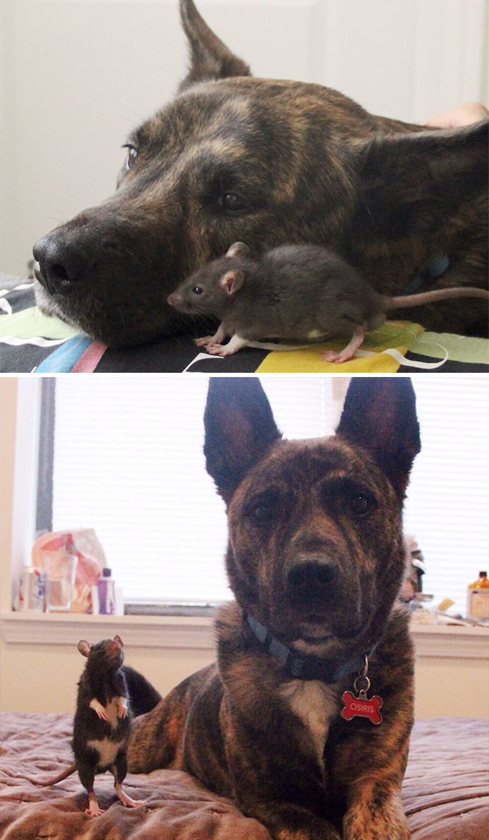 50 Heart-Warming Photos of Animals Growing Up Together - Rescued Pet Rat Riff And Osiris Best Friends Forever 50 Heart-Warming Photos of Animals Growing Up Together - Rescued Pet Rat Riff And Osiris Best Friends Forever