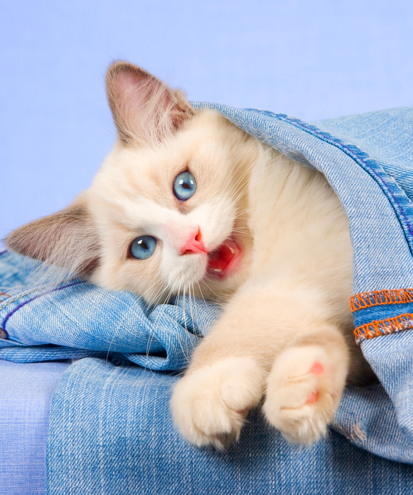 ஜ۩۞۩ஜ Azulestrellla ஜ۩۞۩ஜ: Imágenes de hermosos gatos