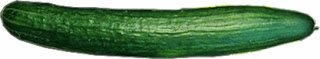 cucumber, European Cucumber, hothouse cucumber