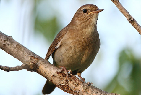 Download 63 Gambar Burung Flamboyan Jantan Dan Betina Keren Gratis