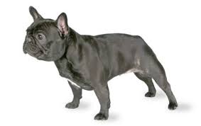 Anjing Ras French Bulldog
