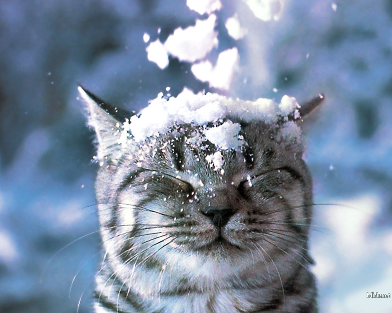 Featured image of post Hintergrundbilder Natur Und Tiere Winter Auf karte anzeigen allesk nnerberg wildseeloder fieberbrunn