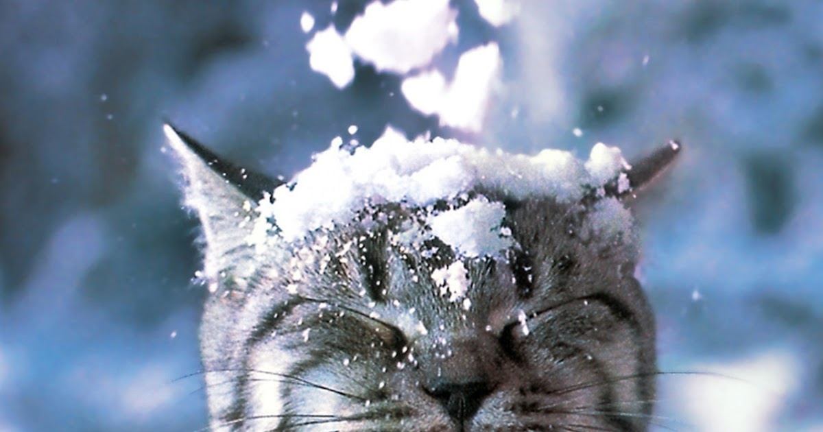 Winterbilder Tiere Als Hintergrundbild : Tiere Im Winter Schone Bilder