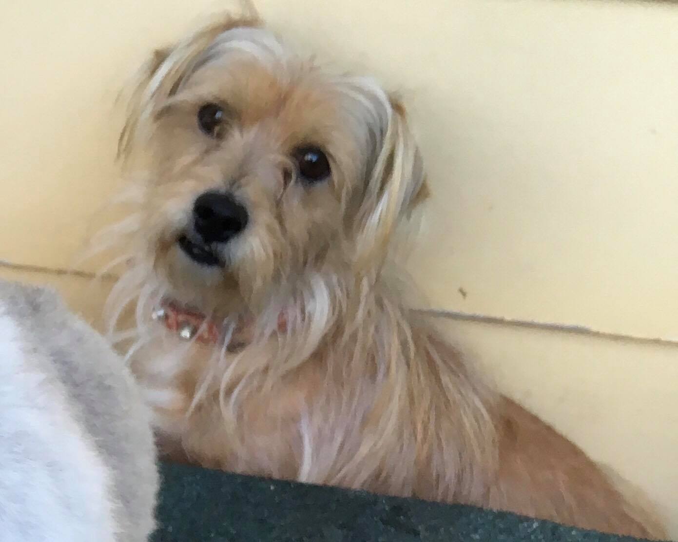 Dog Bless Rescue Victoria Dog Bless Rescue Victoria