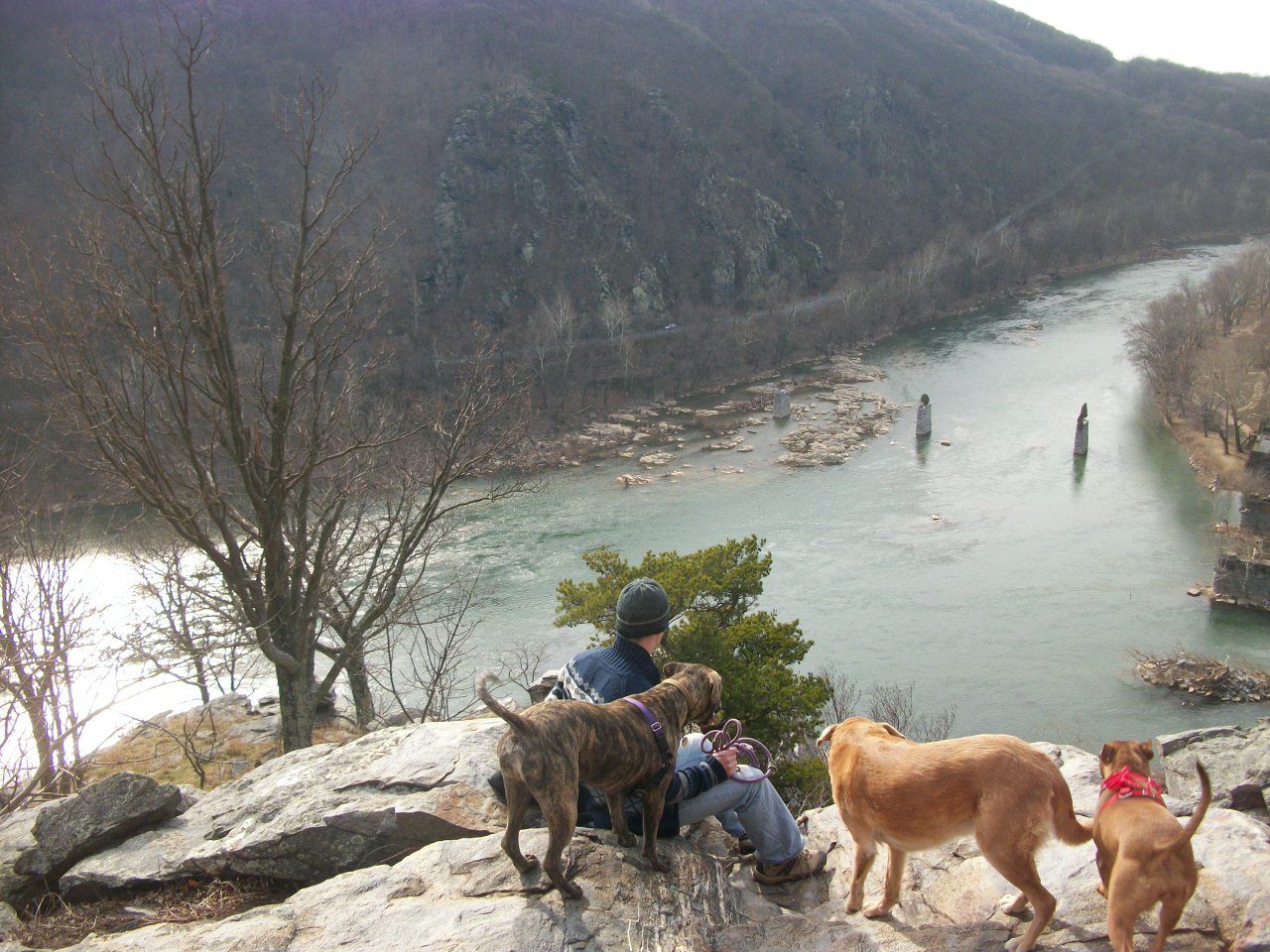 Peaceful dog Harper's Ferry and Another Harrowing Hike