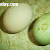 (ΕΛΛΑΔΑ)Κότες γεννούν... πράσινα αυγά στη Διομήδεια της Ξάνθης – Έγινε αξιοθέατο το κοτέτσι!