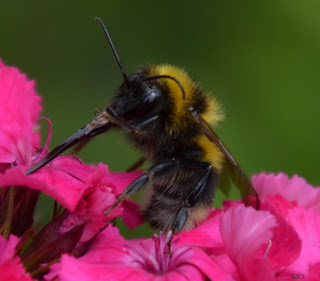Hummel, bumblebee, hommel, grerëz, bumbar, humlebi, kimalainen Insekten, insekte, insektet, intsektuak, insekti, Насекоми, insekter, insects, Putukad, Hyönteiset, insectes, έντομα, serangga, feithidí, skordýr, insetti,