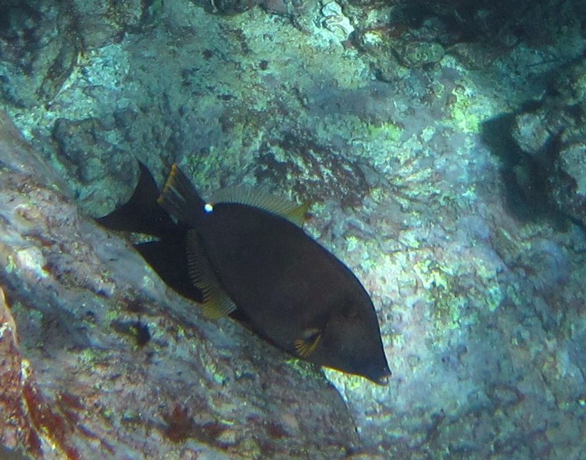 Kona Snorkeling, Fish Watching and Other Adventures Snorkeling at the