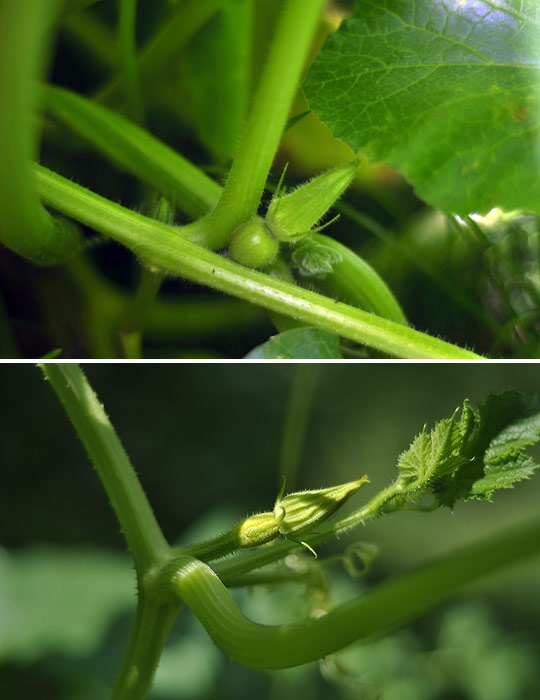 The Littlest Farm Mounds of Squash