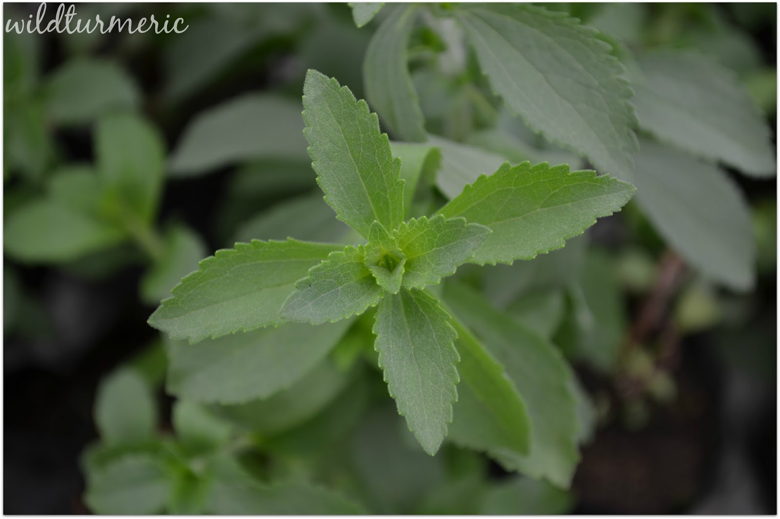 Стевия в домашних условиях. Стевия. Stevia Leaf. Стевия колючая. Стевия растение Чой.