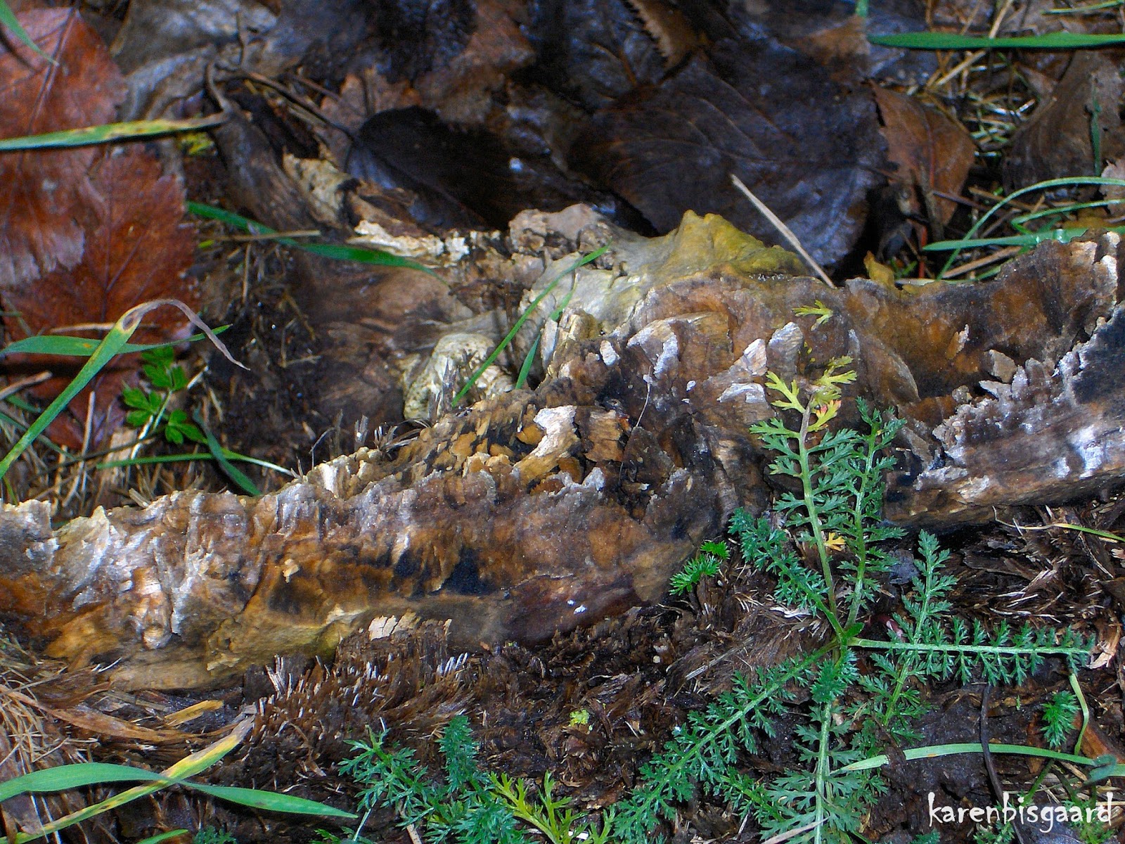 Karen`s Nature Photography Closeup on Decaying Plant Material on