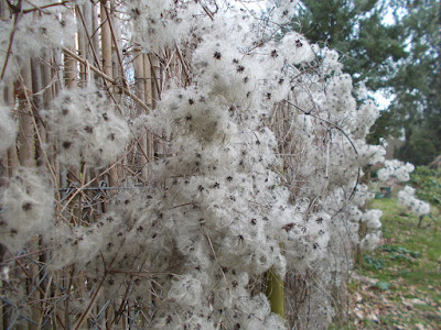 Clematis seed heads on a fence Garden problems solved Kingston Lacy Green Fingered Blog
