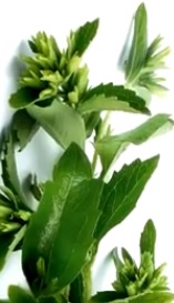 Stevia Foto de la planta Stevia