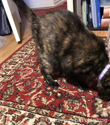 Real Cat Paisley looking at rug