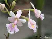 Epidendrum Calanthum