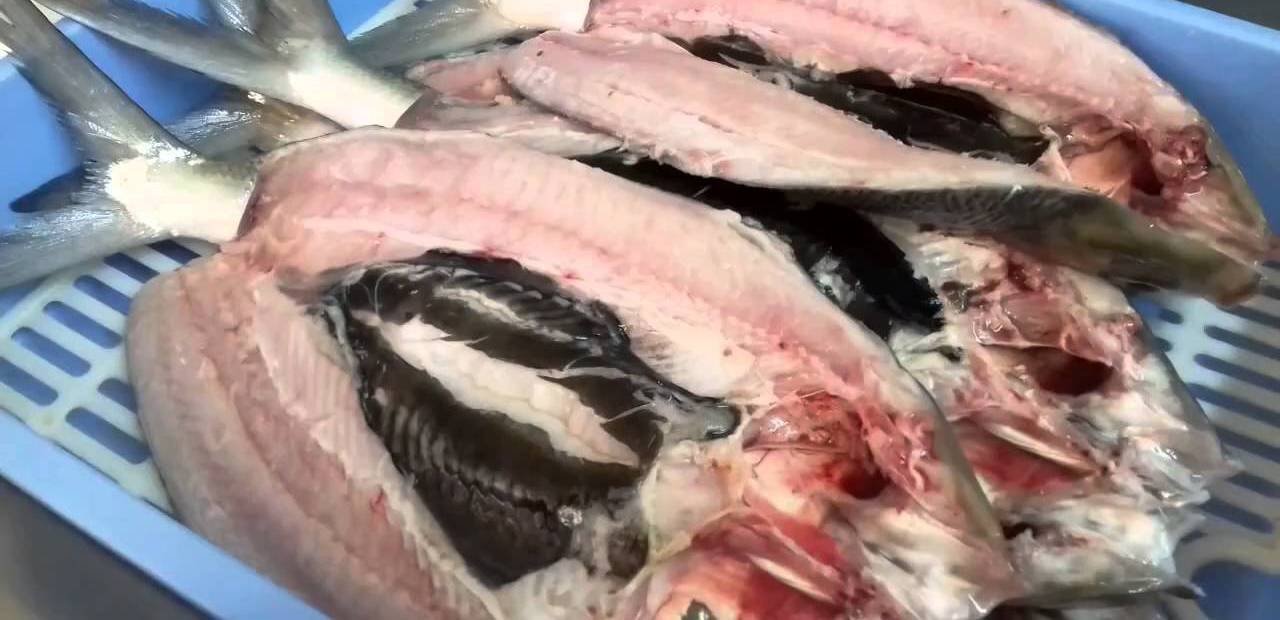 Milk Fish Fresh Recipes Fried with Crispy or Moist Texture Frozen