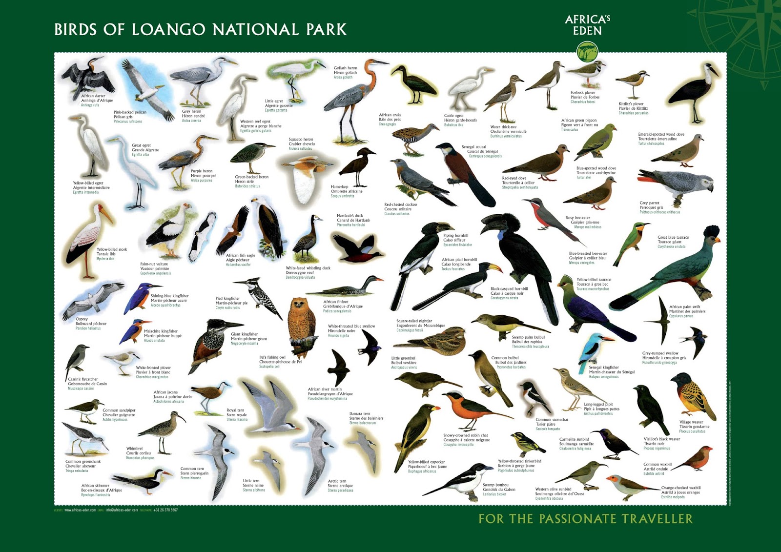 La “otra” fauna africana (y III). Las aves del Afrotropical.