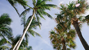 Putri Sedoro Putih #putrisedoroputih #bengkulu