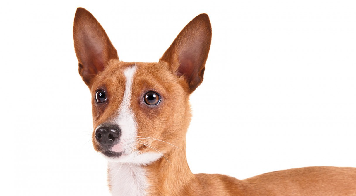 Portuguese Podengo Pequeno Westminster Kennel Club