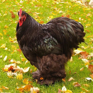 Ayam Chocin Dewasa