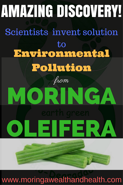 moringa oleifera