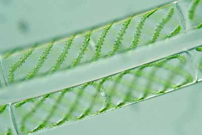 Protista mirip tumbuhan Chlorophyta (ganggang/alga hijau): Spirogyra sp.