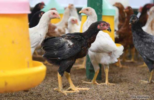 Keutungan Budidaya Ayam Joper, Balik Modal Dalam Waktu Relatif Singkat