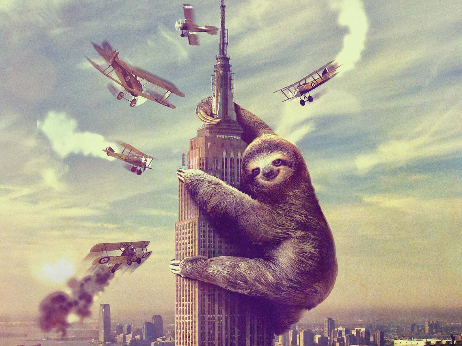 Sloth Wallpapers Sloth Wallpapers