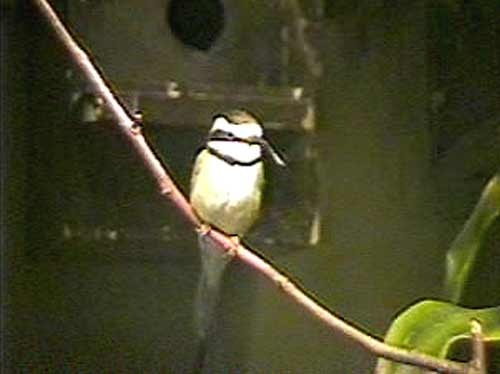 White-Throated Bee Eater White-Throated Bee Eater