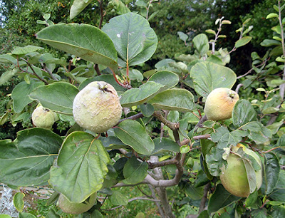 Membrillero con frutos