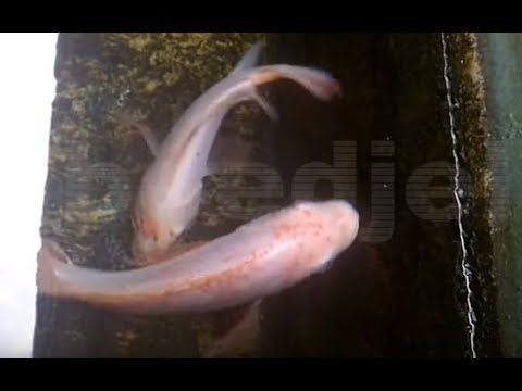 Cara Pendederan Ikan Nila yang Baik dan Benar Cara Pendederan Ikan Nila yang Baik dan Benar