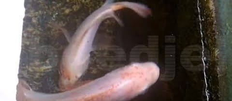 Cara Pendederan Ikan Nila yang Baik dan Benar