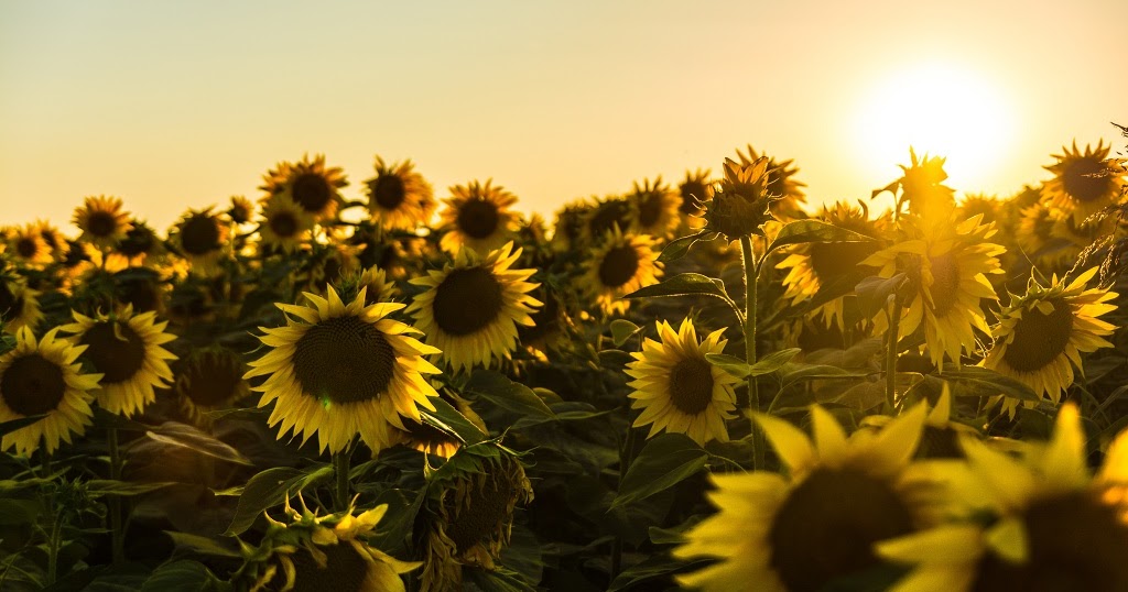 "Hope springs eternal in the human breast" nghĩa là gì?