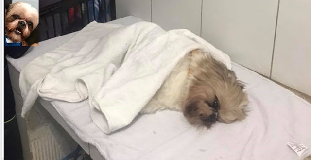 Negligência?! Shih Tzu morre durante banho em pet shop no interior de SP
